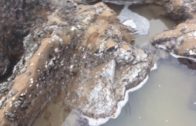 Fukushima news; Nothern California dead tide pools, March 10 2017