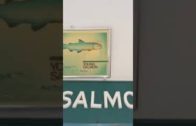 Fukushima news; April 7 2018, only 1 CHINOOK SALMON in the Rogue River (Oregon) Infamous Hatchery